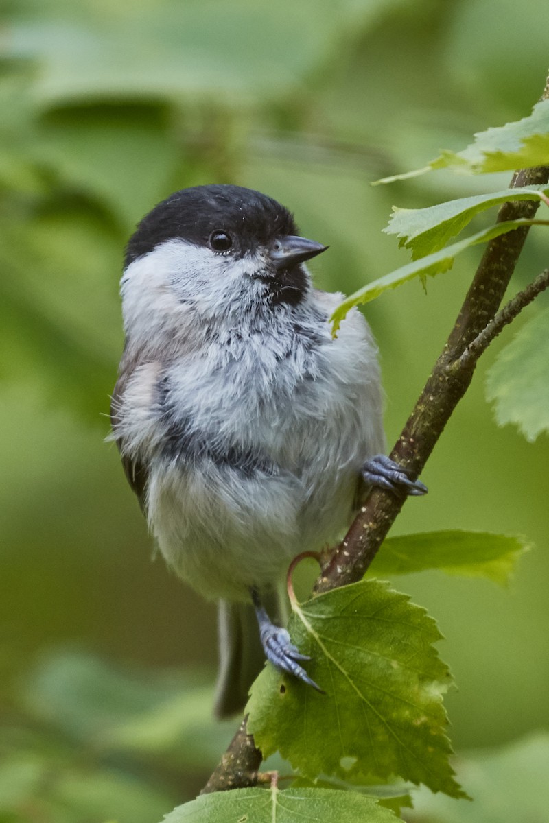 Marsh Tit - ML40628871