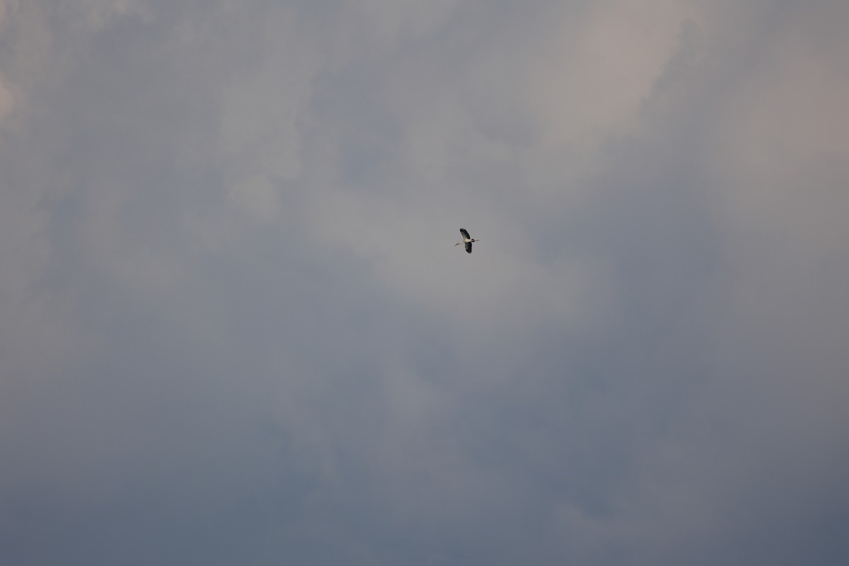 Asian Openbill - ML406288911