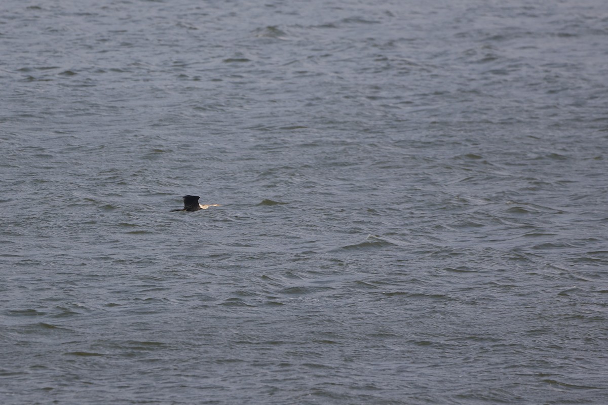 Oriental Darter - ML406289111