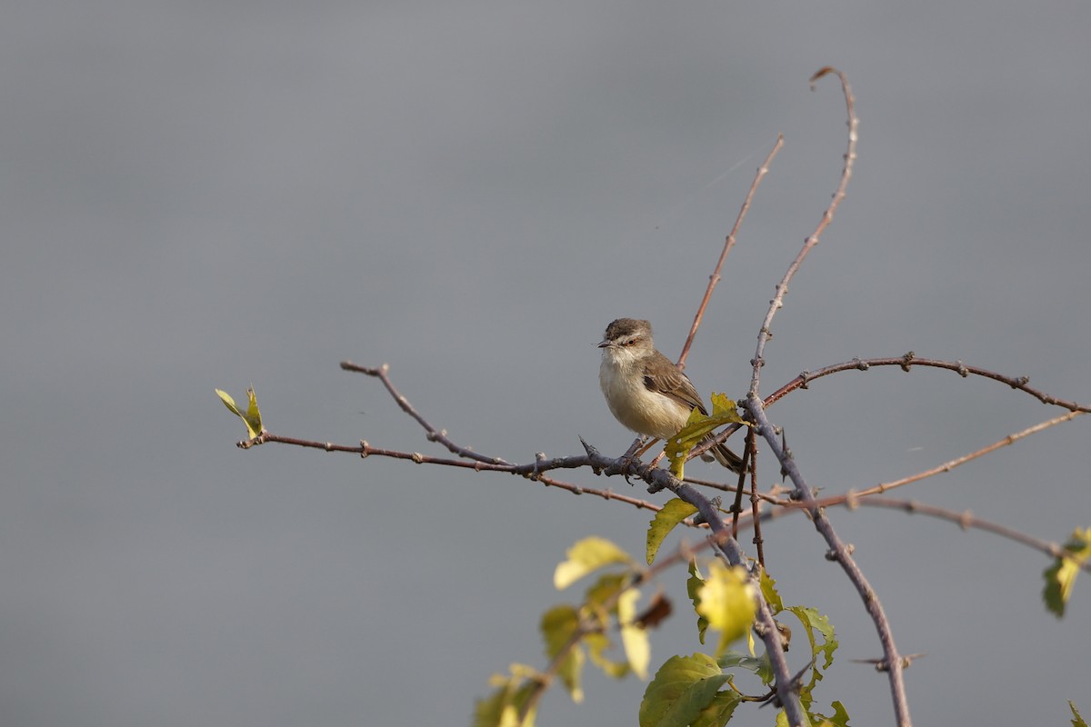 Plain Prinia - ML406289351