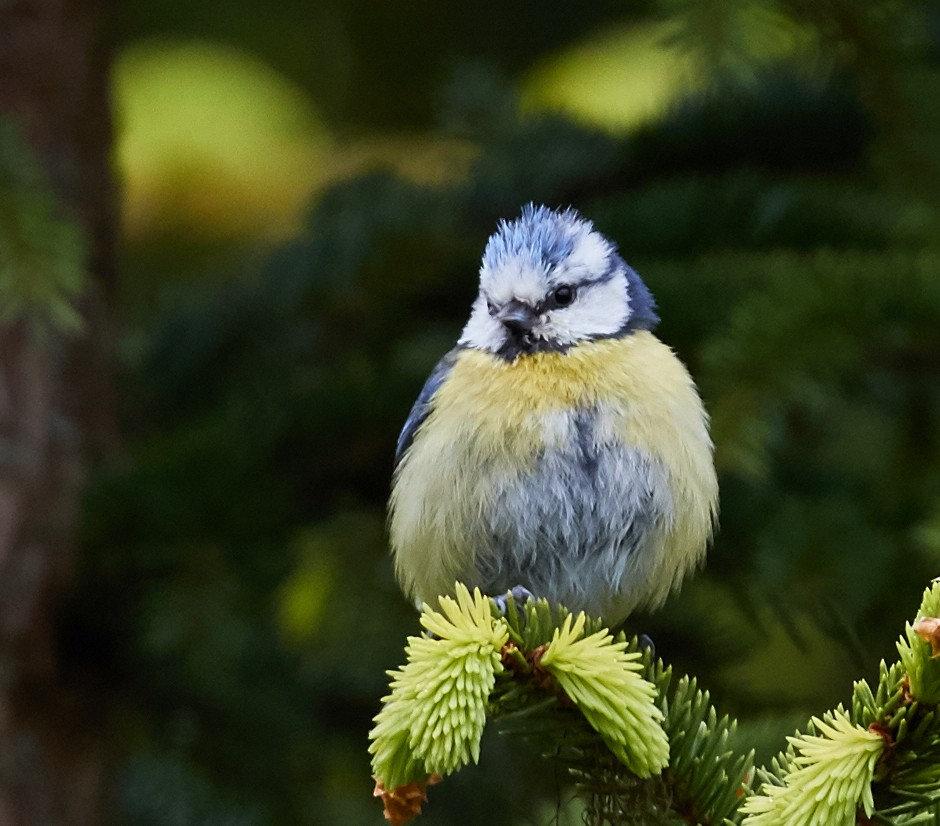 Eurasian Blue Tit - ML40628951