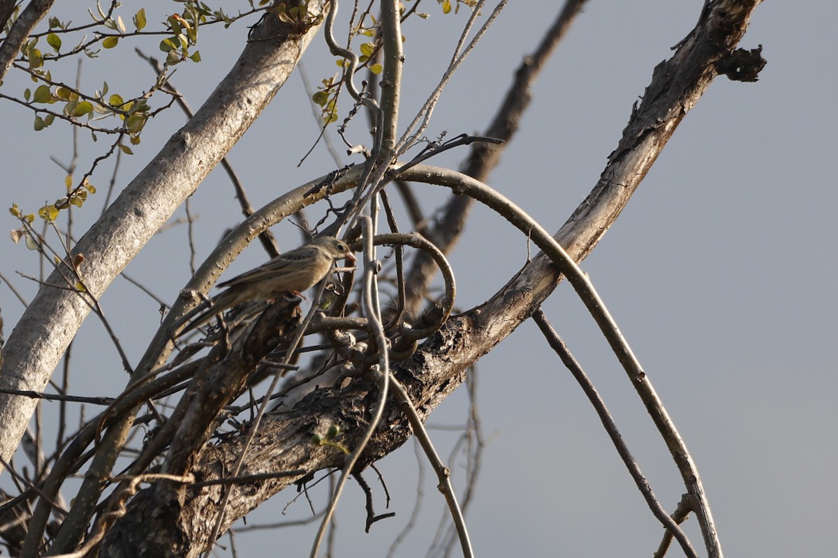 Gray-necked Bunting - ML406289811