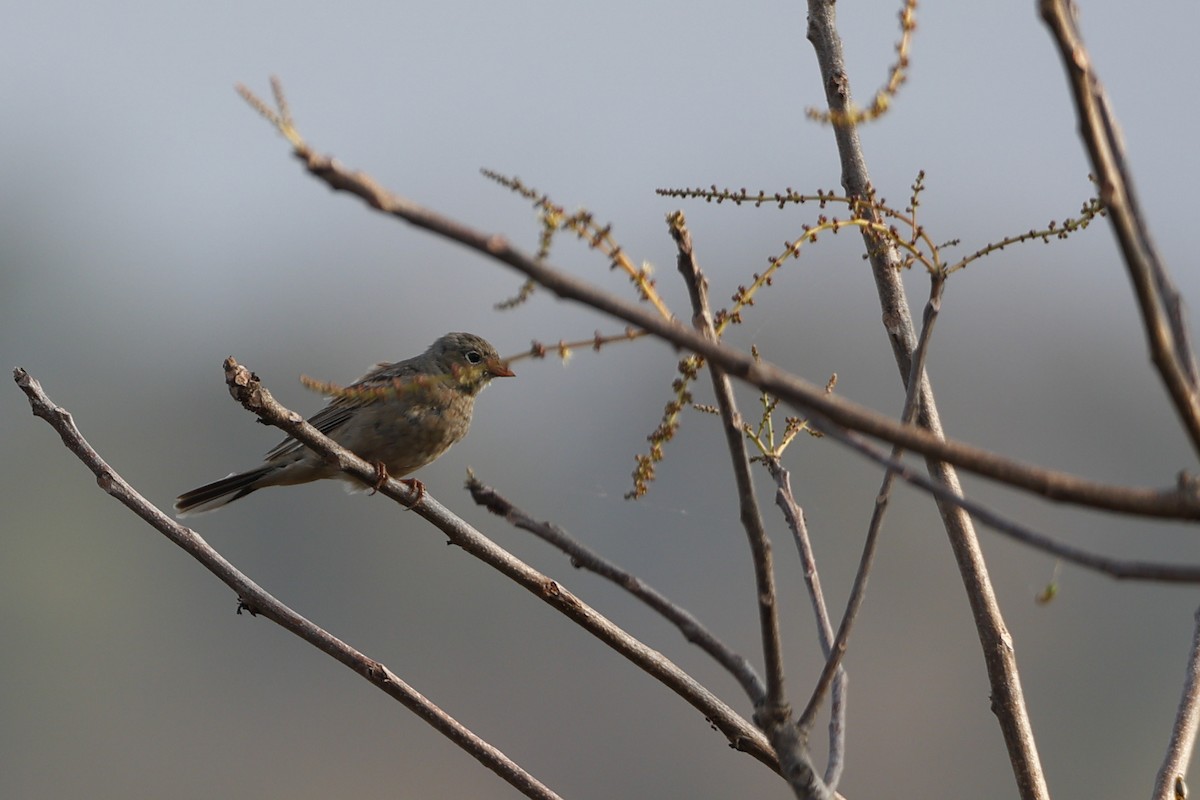 Gray-necked Bunting - ML406290101