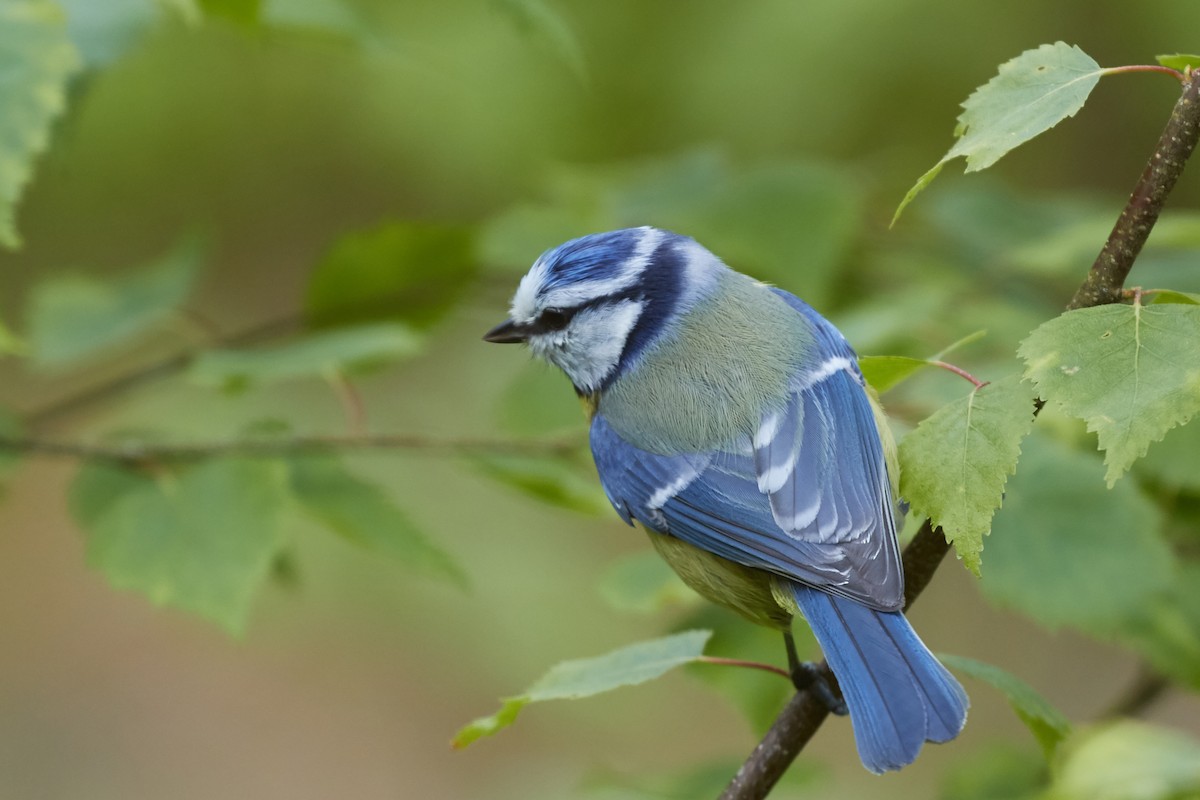 Eurasian Blue Tit - Brooke Miller