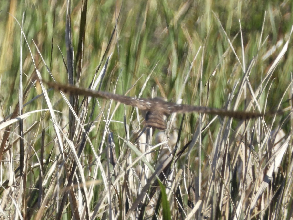 Sharp-shinned Hawk - Tom Marsan-Ryan