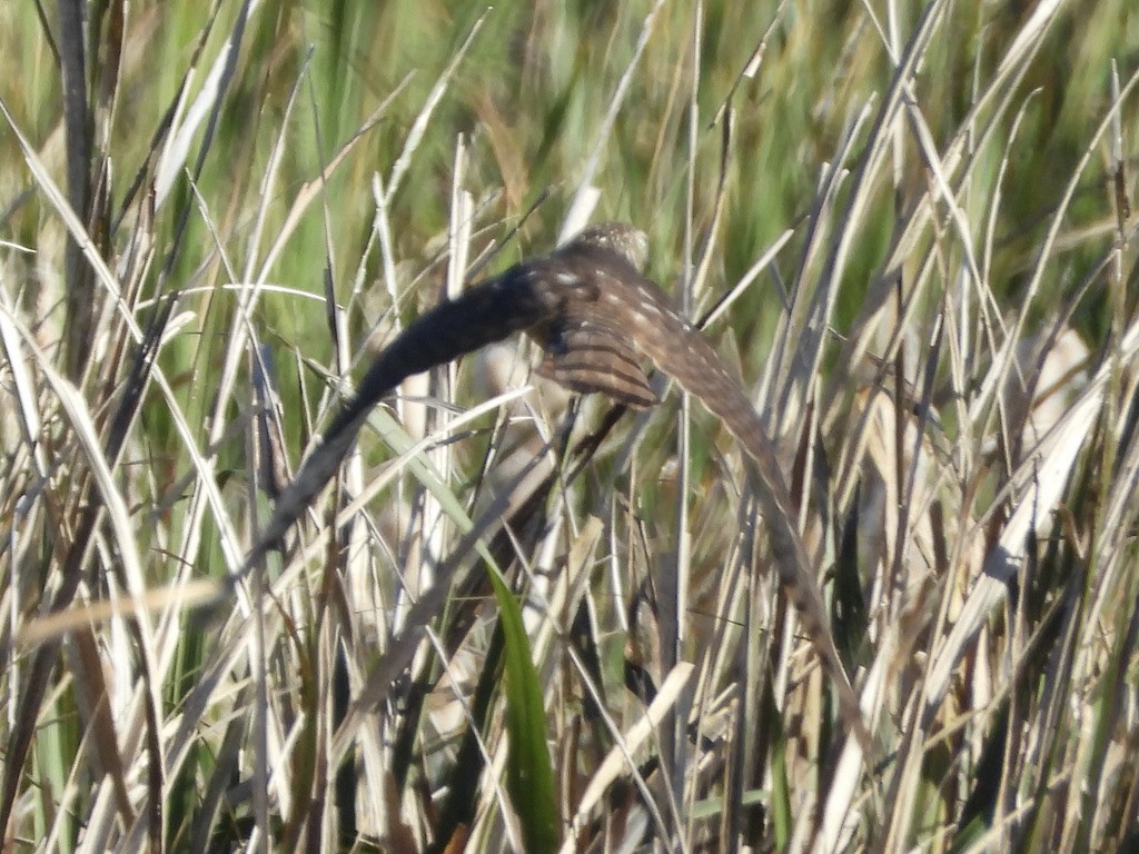 Sharp-shinned Hawk - ML406290571