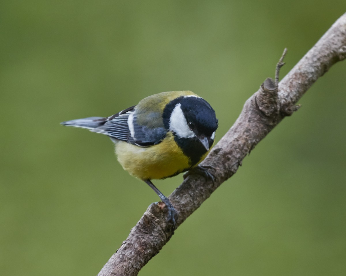 Great Tit - ML40629091