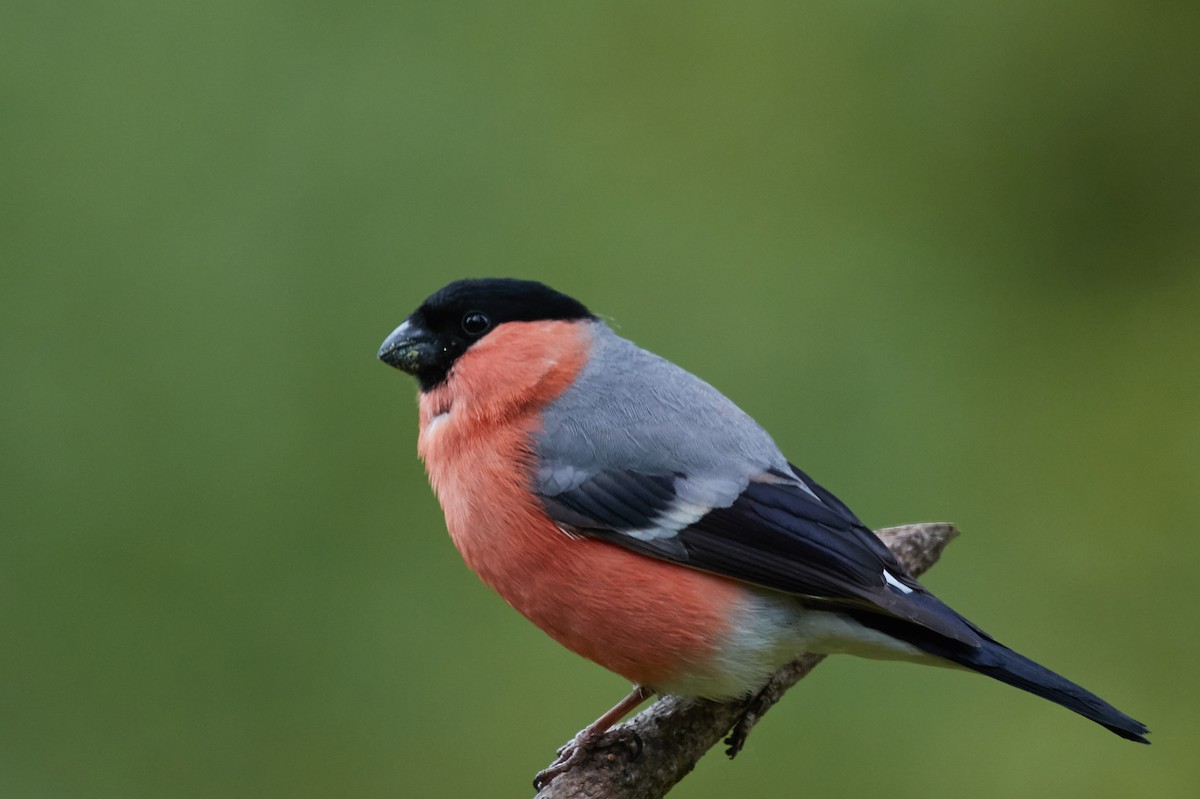 Eurasian Bullfinch - ML40629261