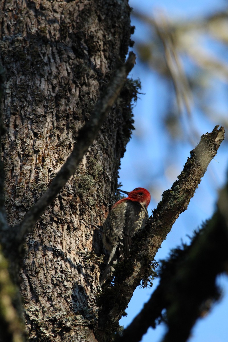 Red-breasted Sapsucker - ML406294051