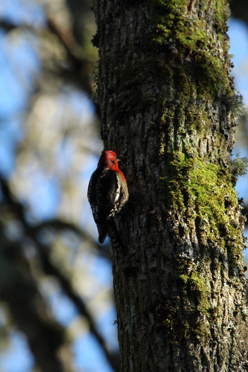 Red-breasted Sapsucker - ML406294061