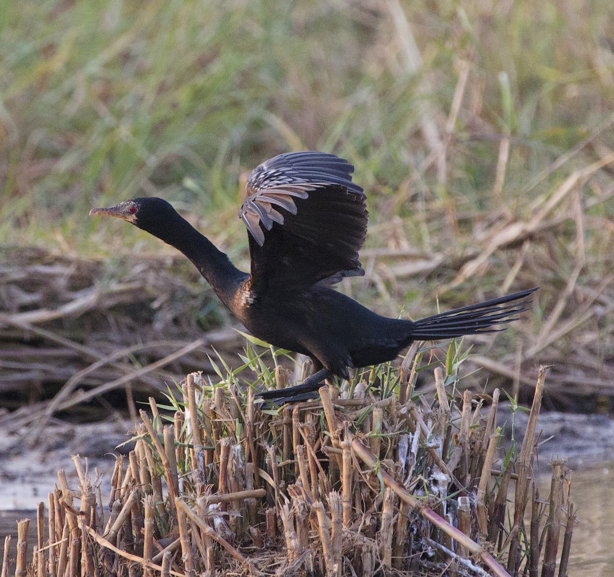 Long-tailed Cormorant - Marie Lister