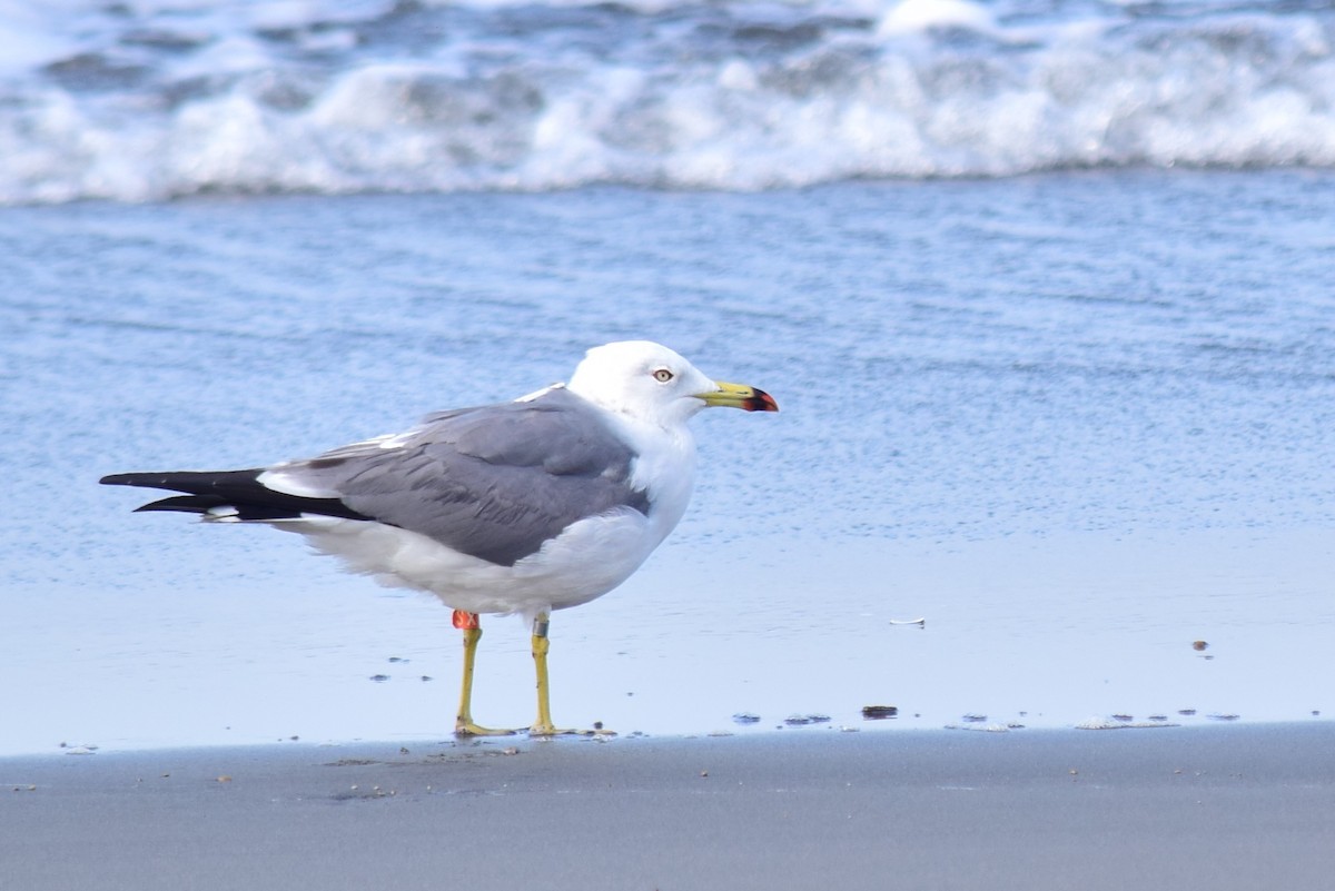 Black-tailed Gull - ML406297581