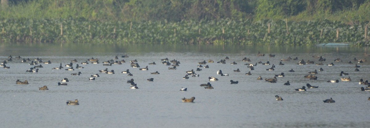 鳳頭潛鴨 - ML406297651