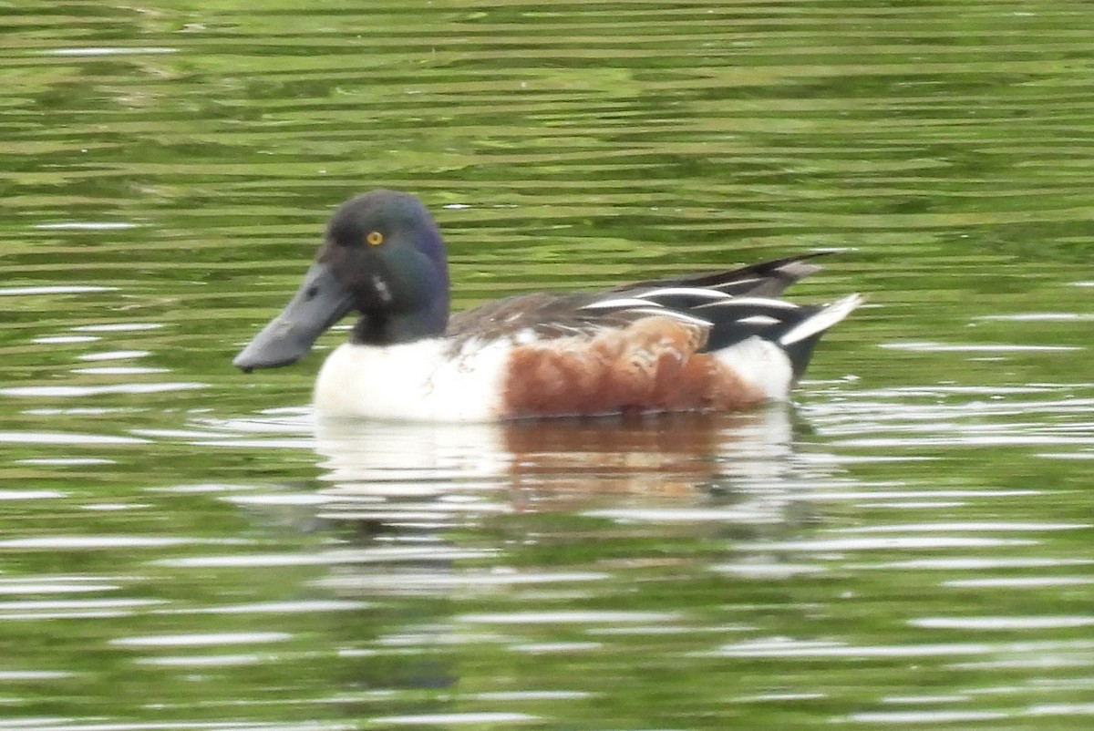 Northern Shoveler - ML406297751