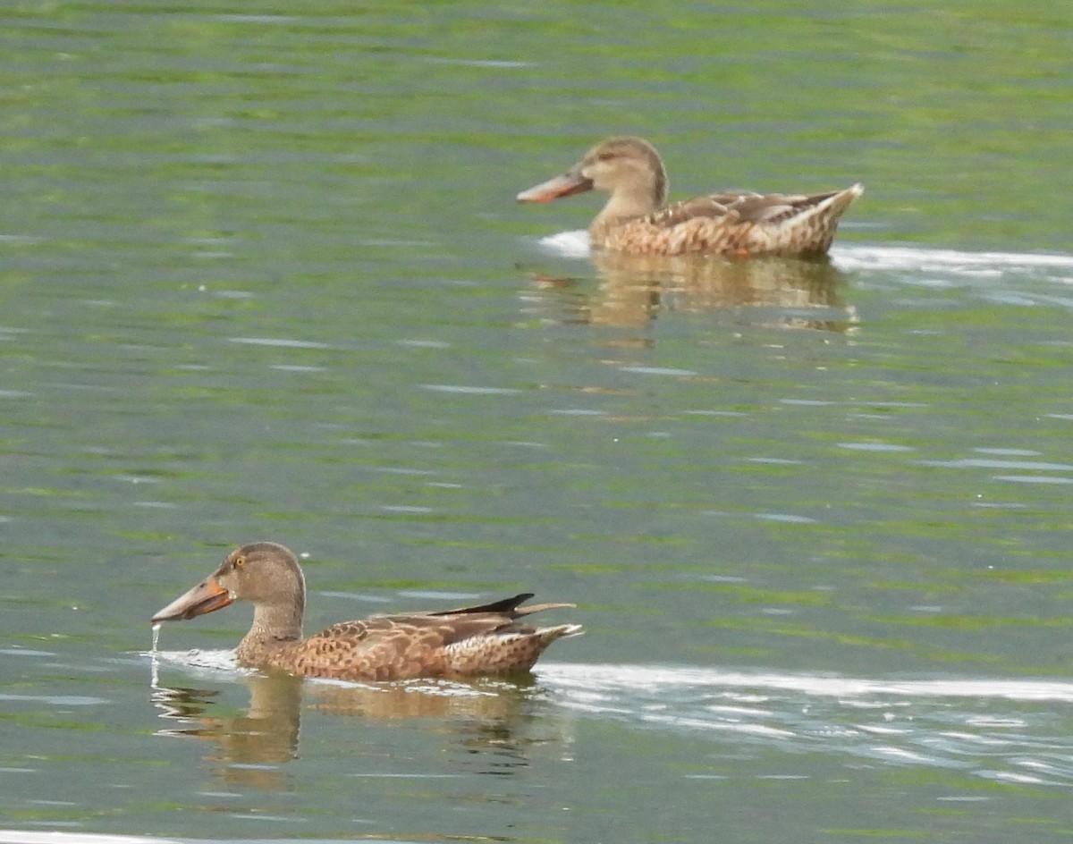 Northern Shoveler - ML406297821