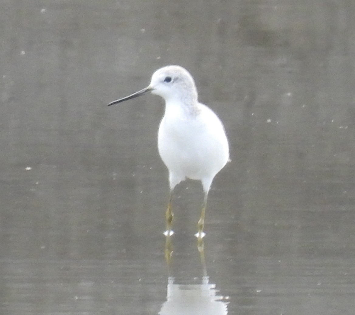 Common Greenshank - ML406299311