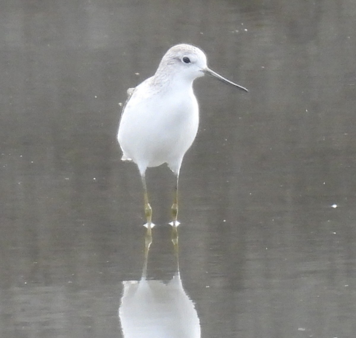 Common Greenshank - ML406299371