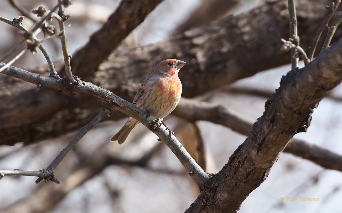 House Finch - Paul Tavares