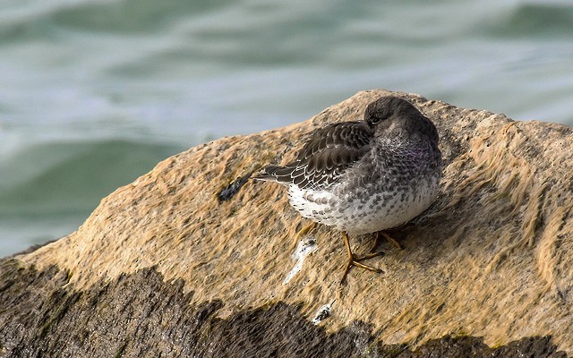 Purple Sandpiper - ML40630031