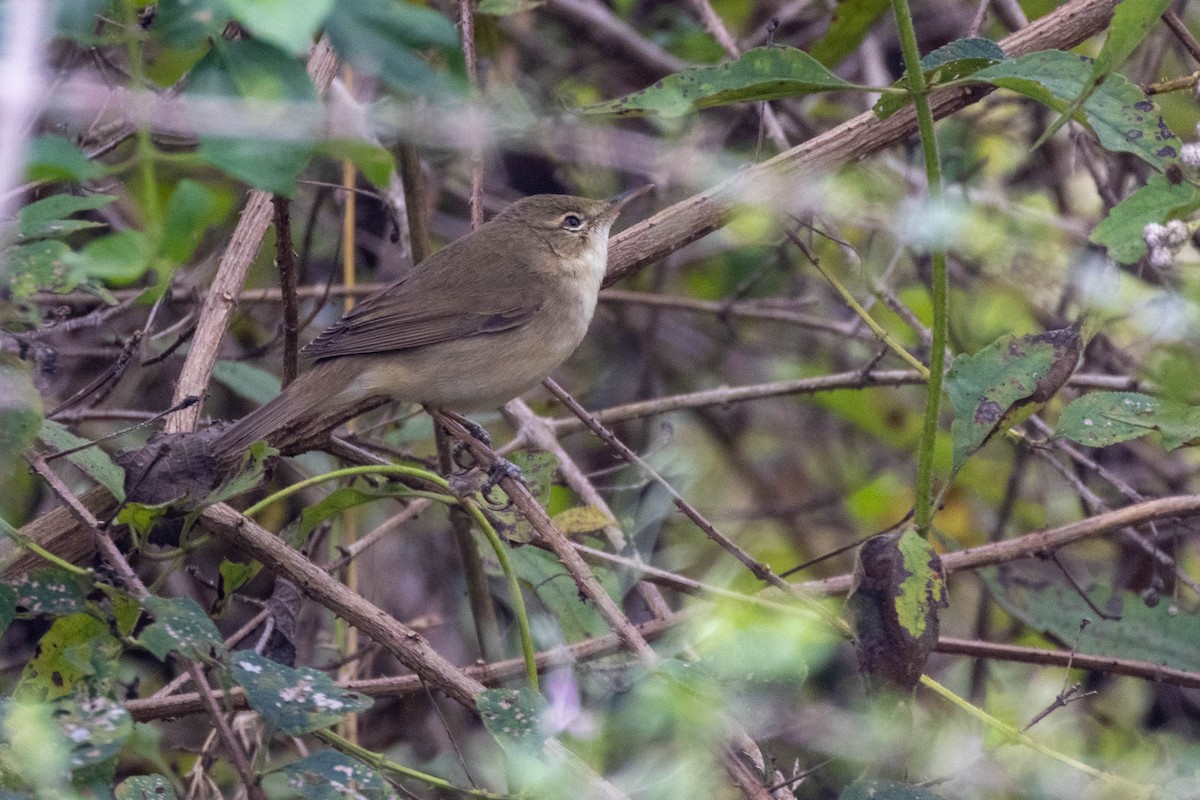 Бутны охил бялзуухай - ML406300801