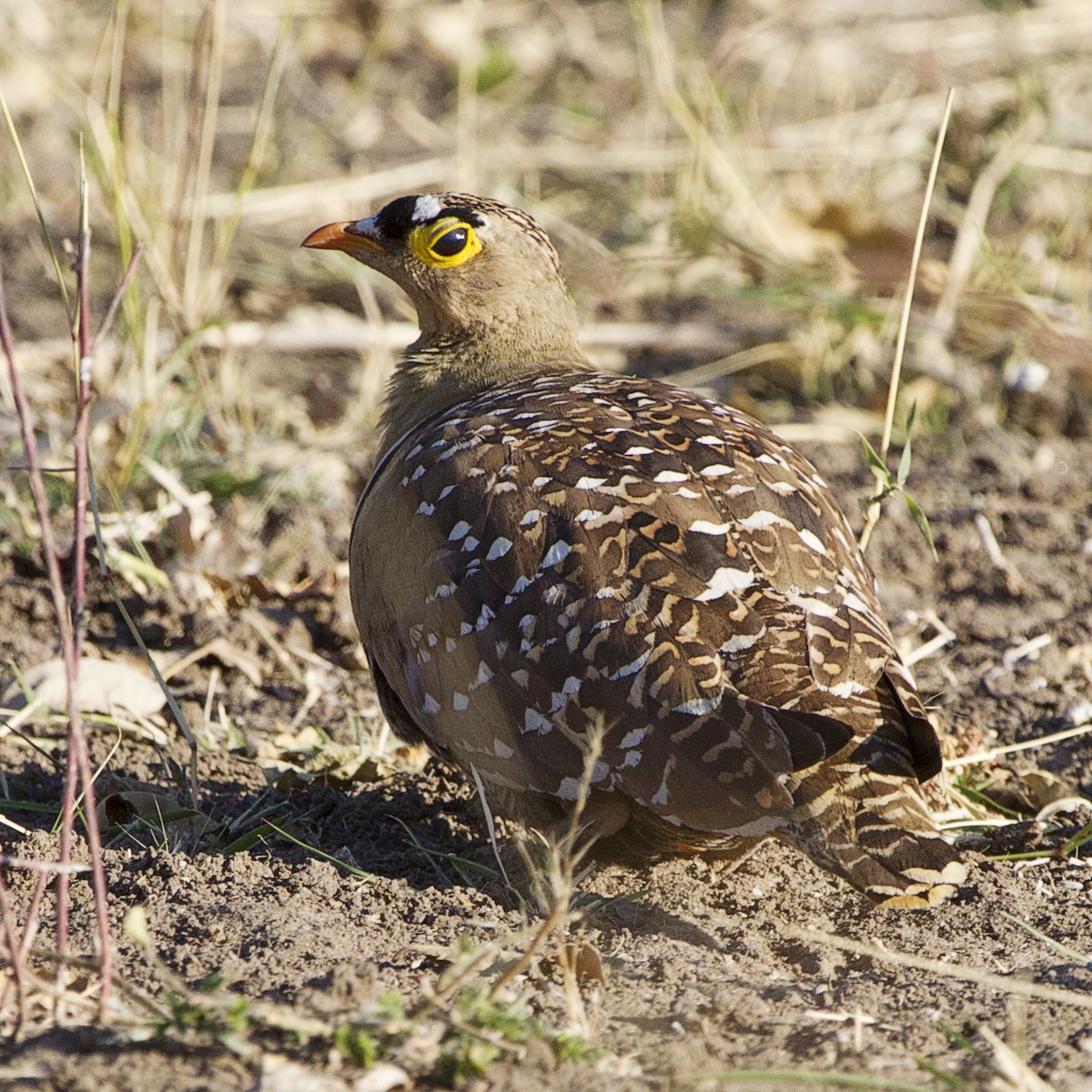 Double-banded Sandgrouse - ML406300891