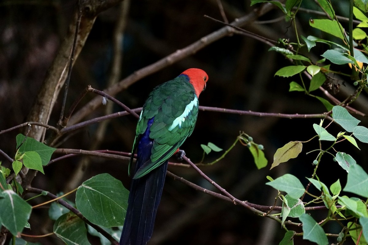 Avustralya Kral Papağanı - ML406302261