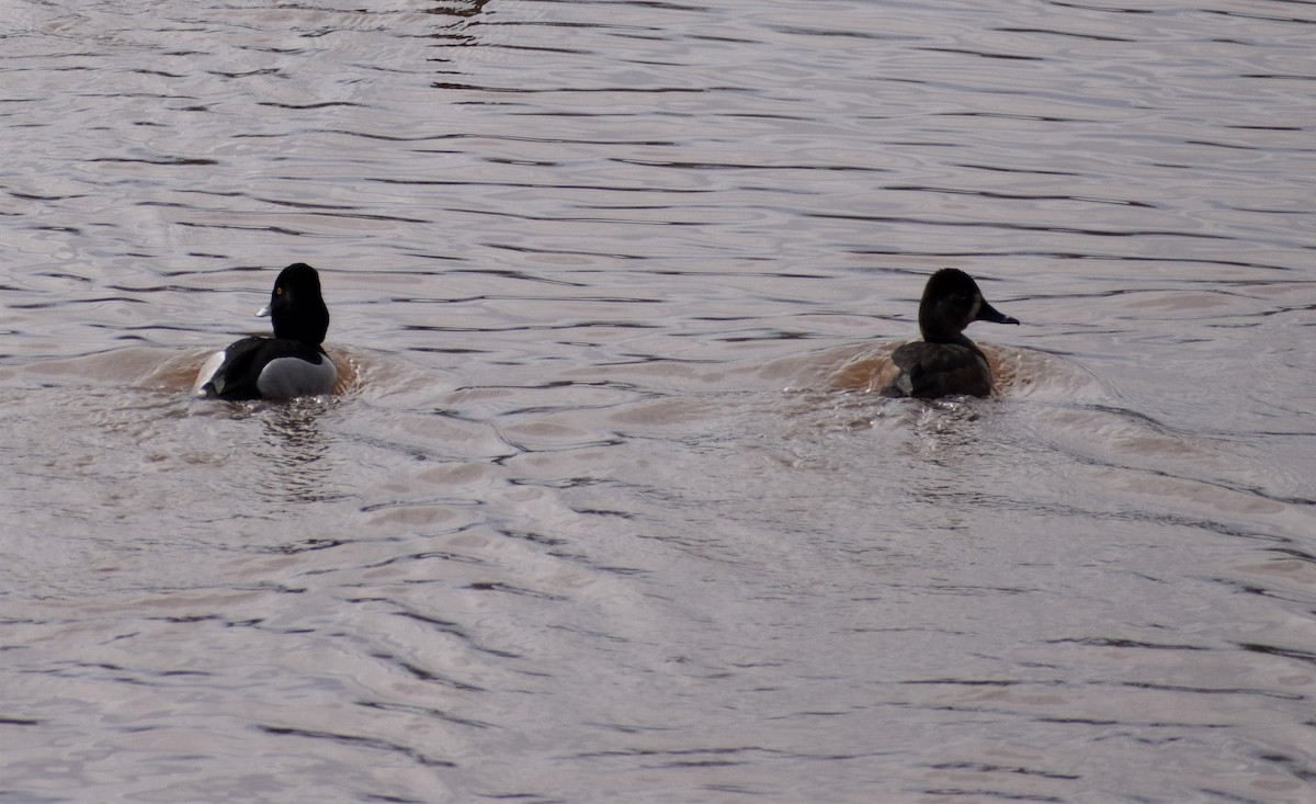 Ring-necked Duck - ML406302621