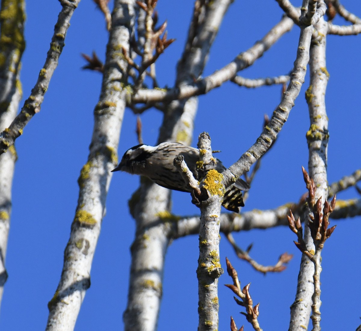 Lesser Spotted Woodpecker - José Barrueso Franco