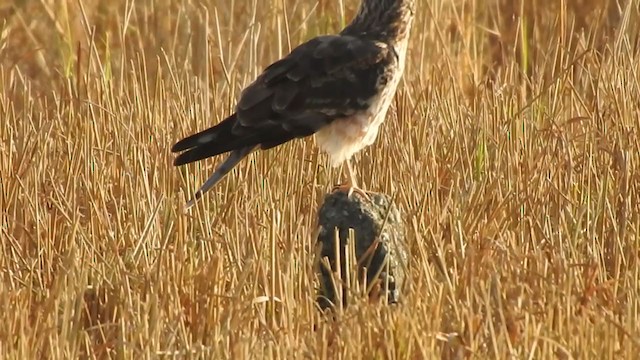 Hen Harrier - ML406303101