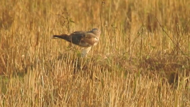 Hen Harrier - ML406303501