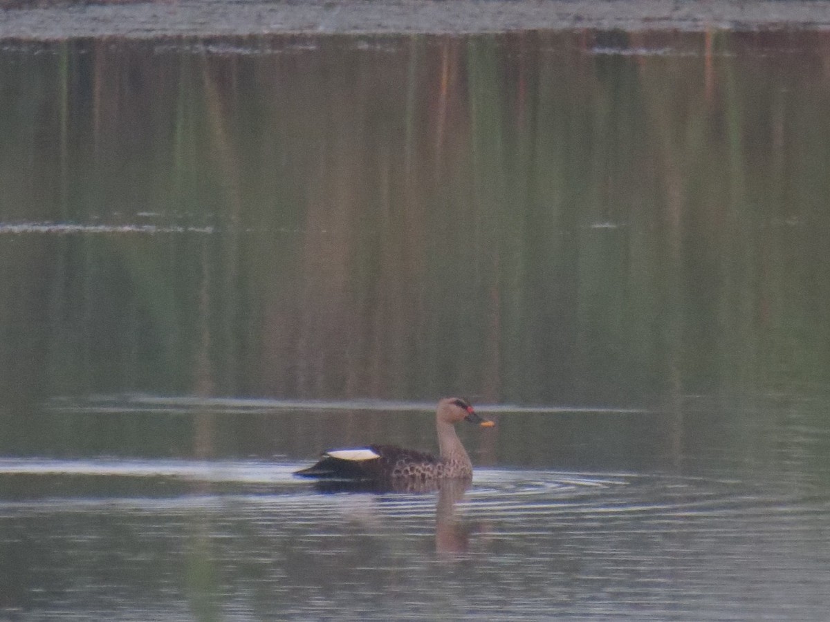 Indian Spot-billed Duck - Sivakumar S