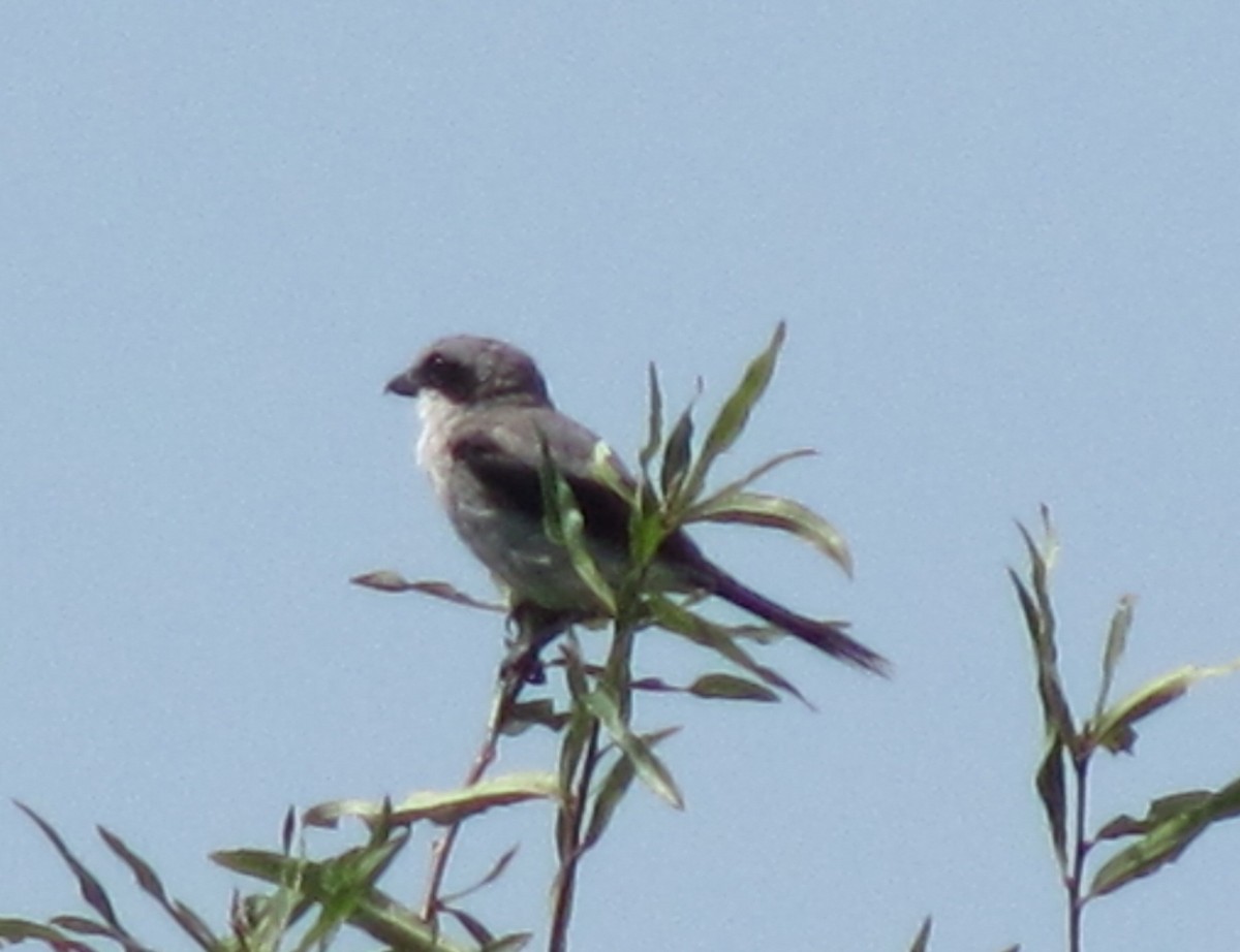 Loggerhead Shrike - ML40630461