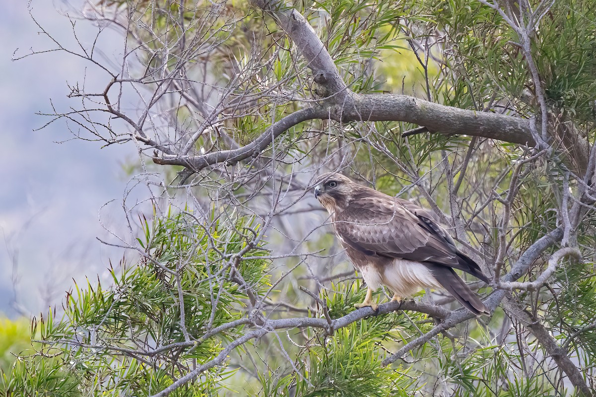 Eastern Buzzard - ML406304781