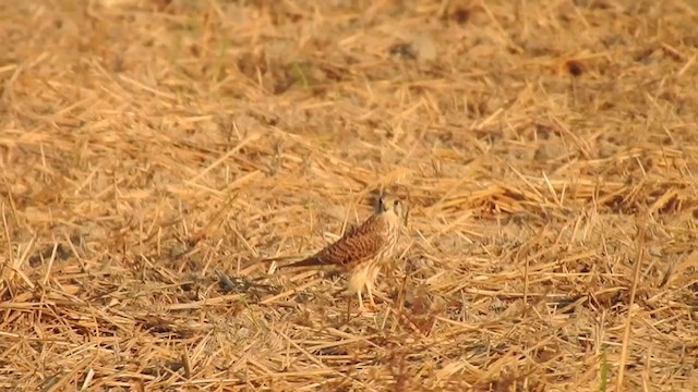 Eurasian Kestrel - ML406304821