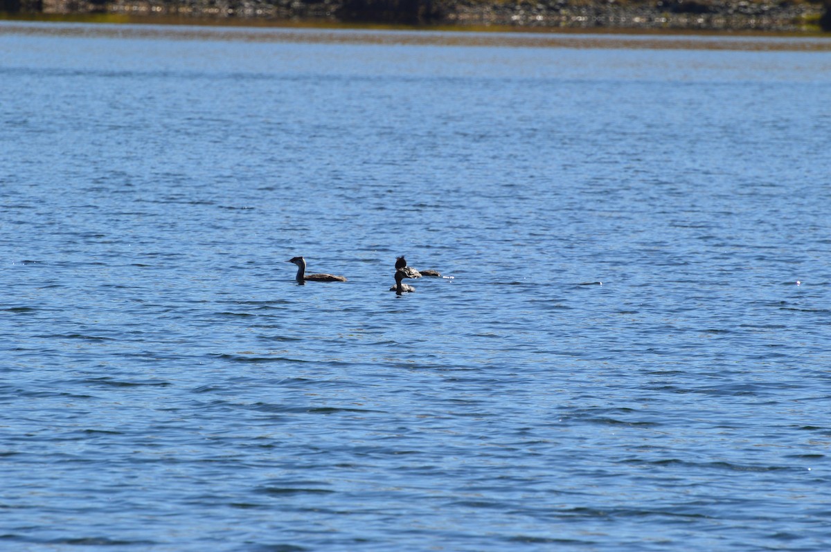 Great Crested Grebe - ML40630651