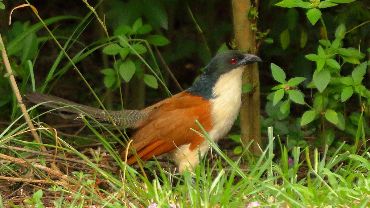 White-browed Coucal - ML406306721