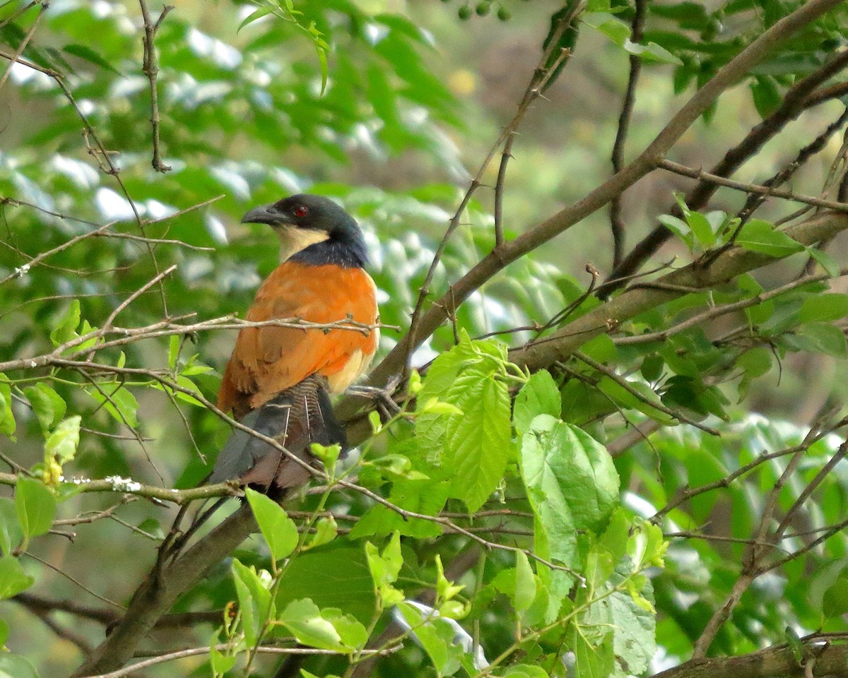 White-browed Coucal - ML406306891
