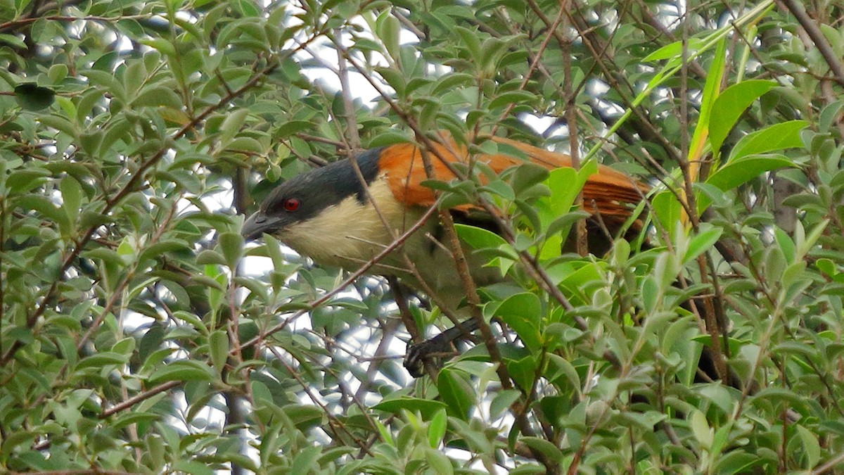 White-browed Coucal - ML406306911