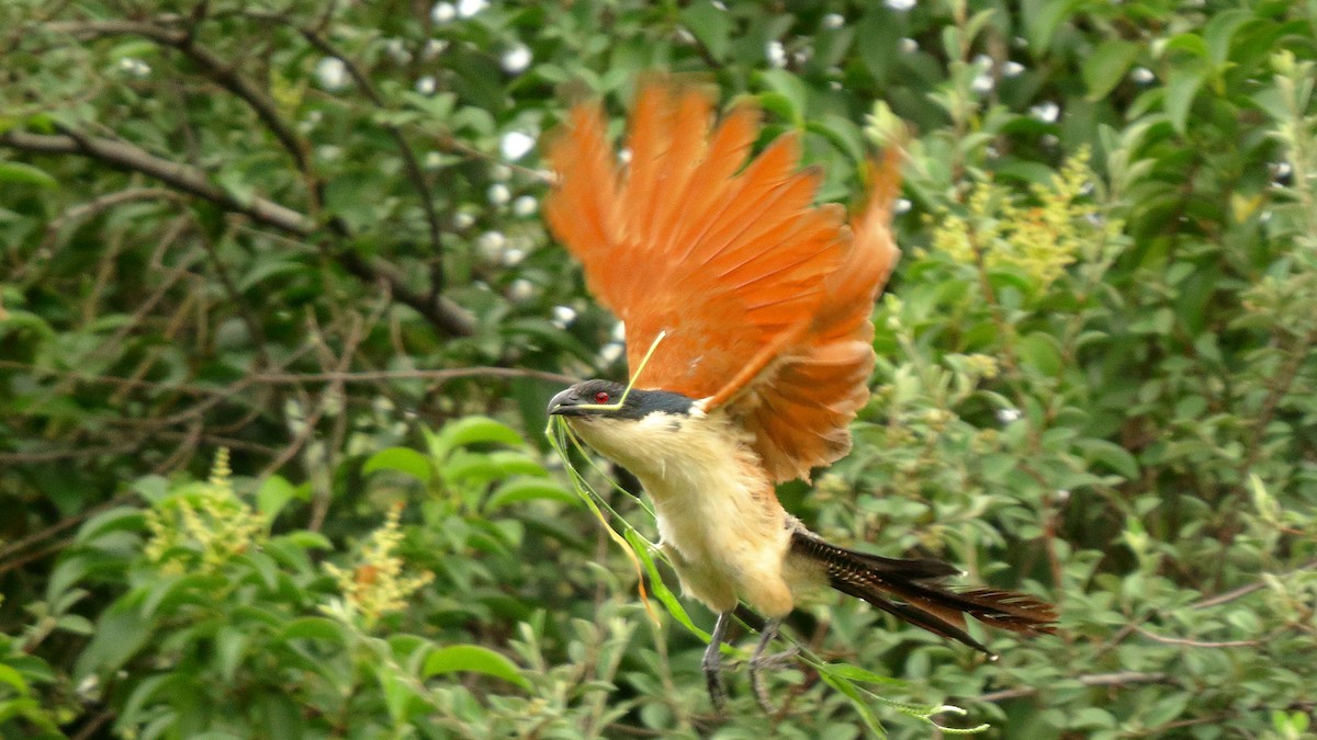 White-browed Coucal - ML406307011