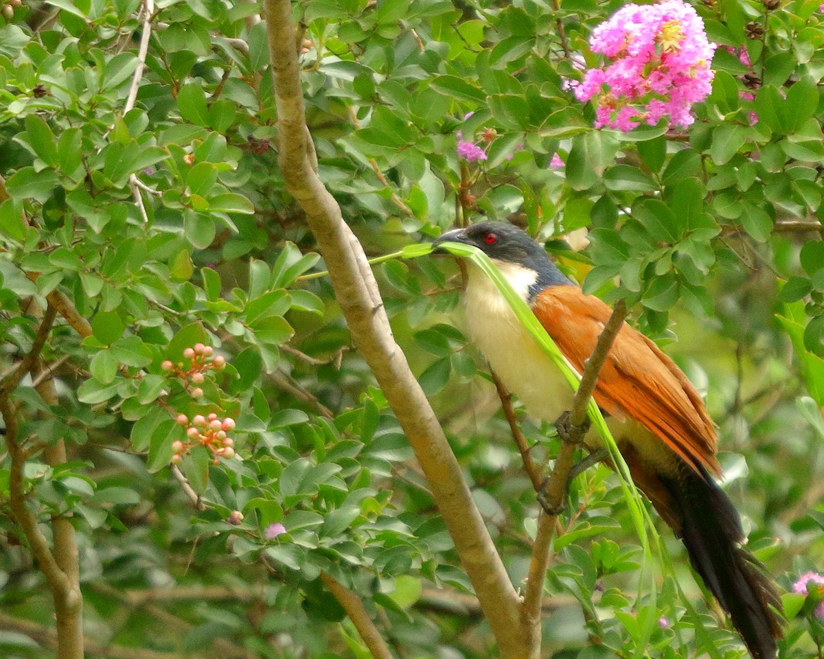 White-browed Coucal - ML406307031