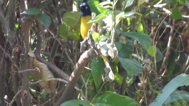 Black-crested Bulbul - ML406307611