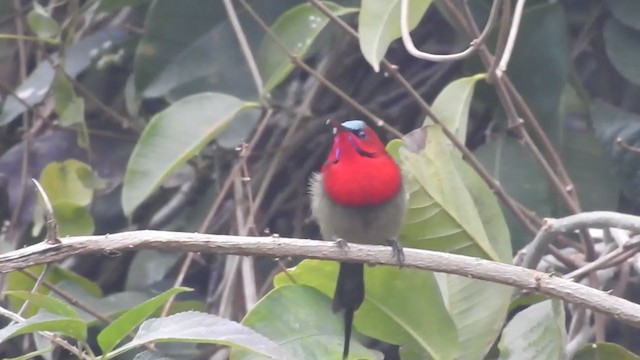 Crimson Sunbird - ML406307961