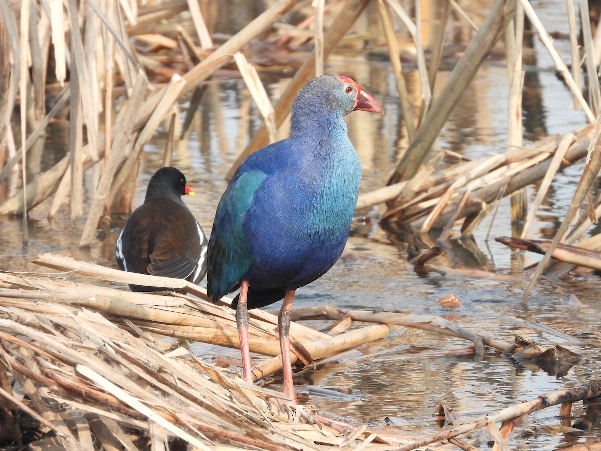 Gray-headed Swamphen - ML406308081