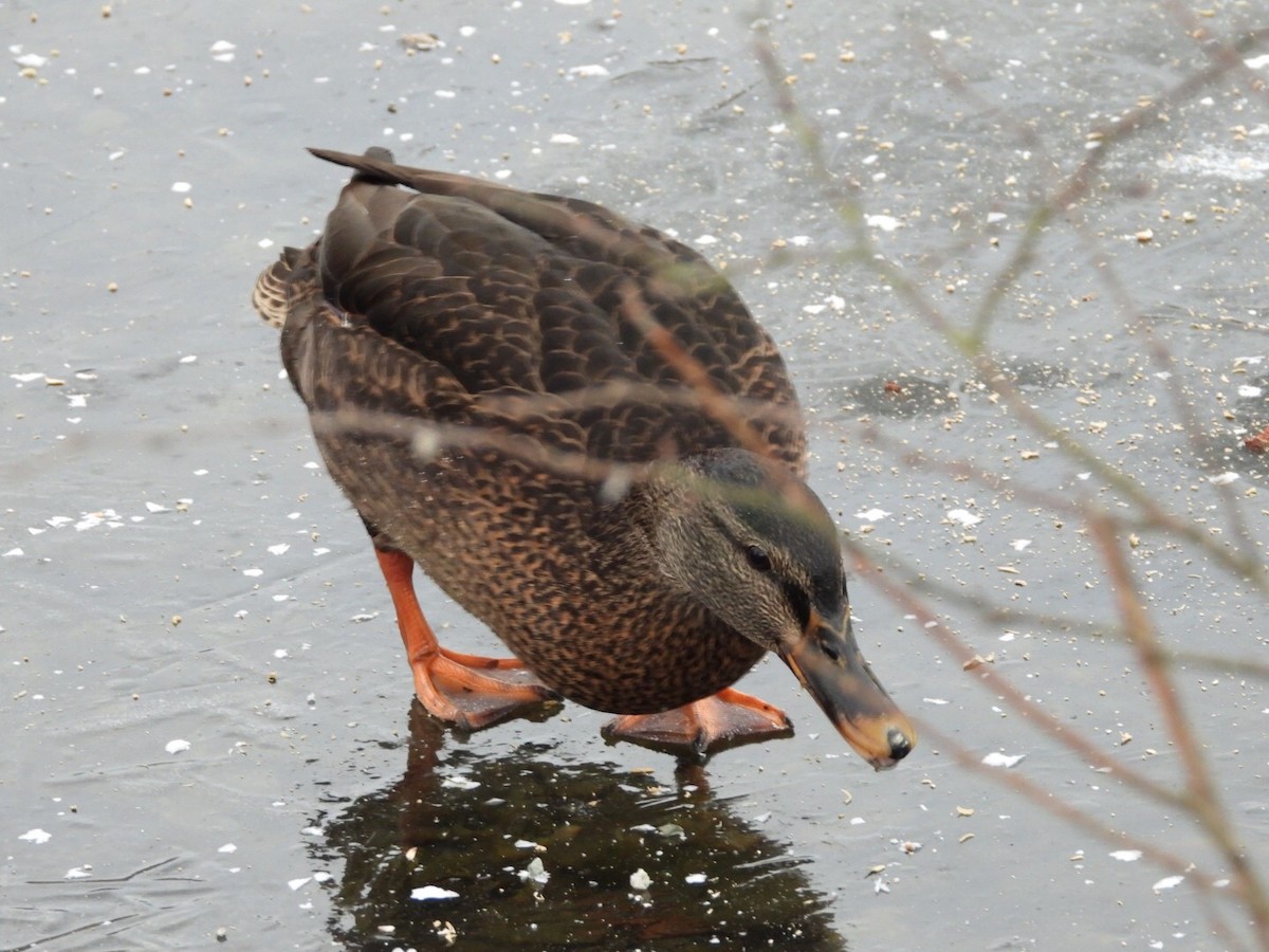 Mallard - ML406310741