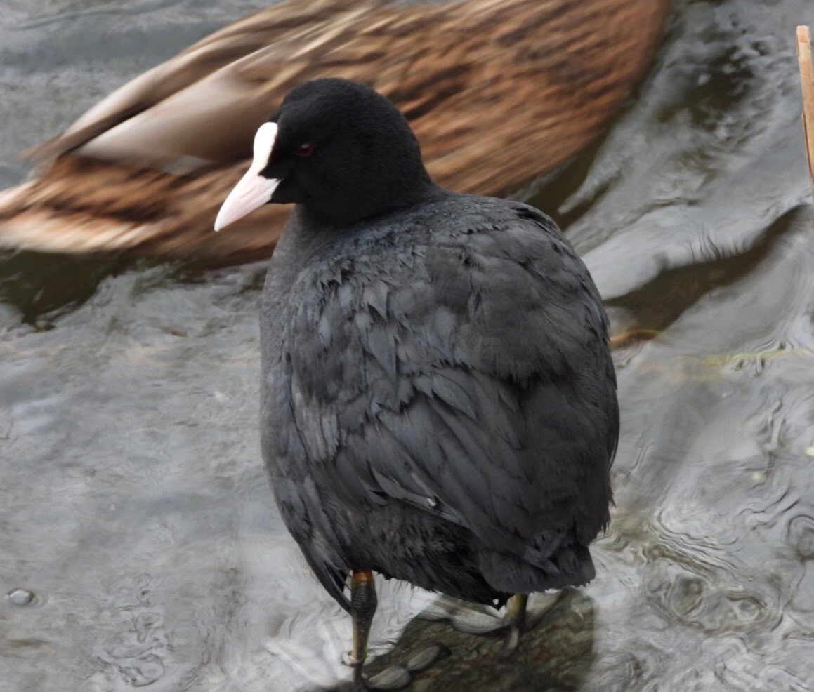 Eurasian Coot - ML406310821