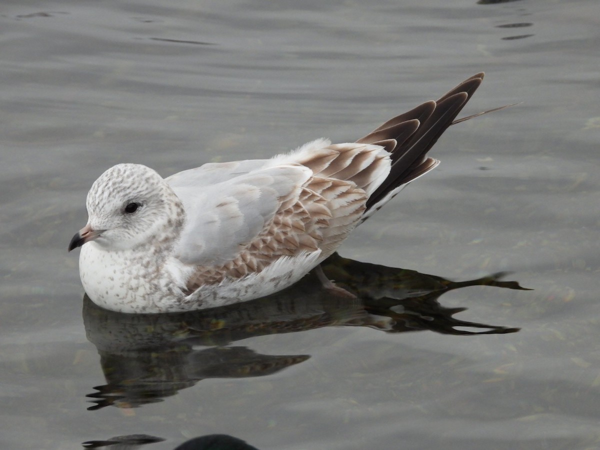Common Gull - ML406310861