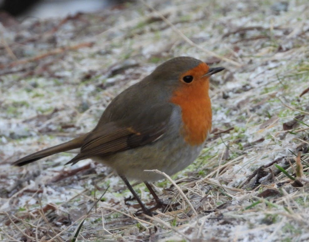 European Robin - ML406310901