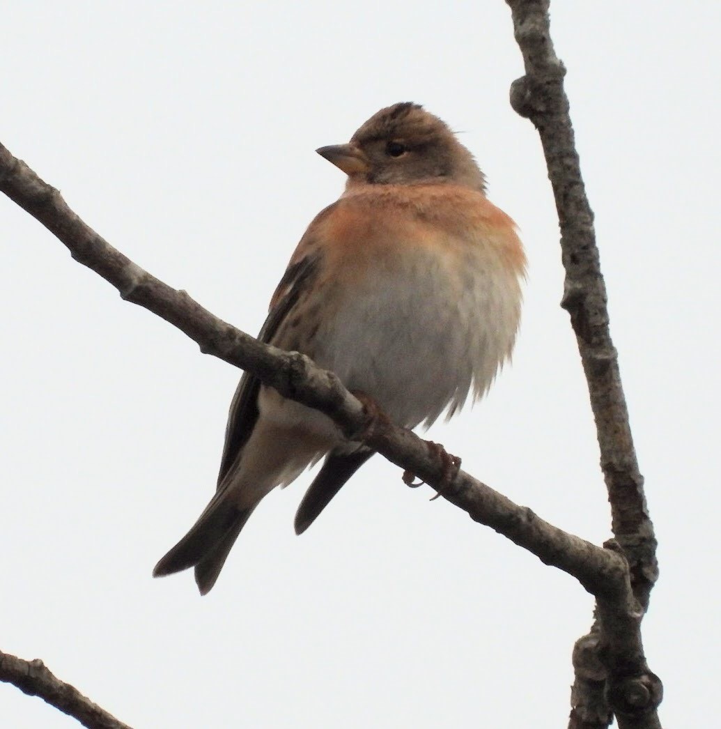 Brambling - ML406310931