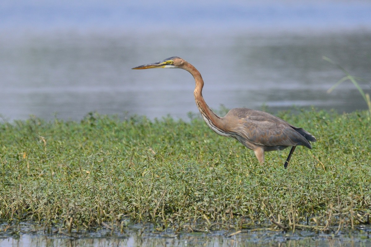 Purple Heron - ML40631191