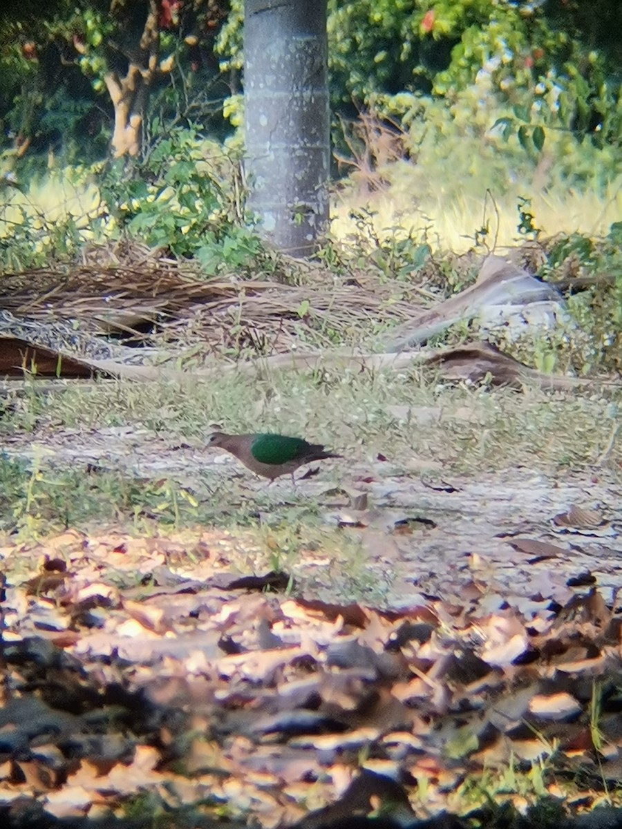 Asian Emerald Dove - ML406313141